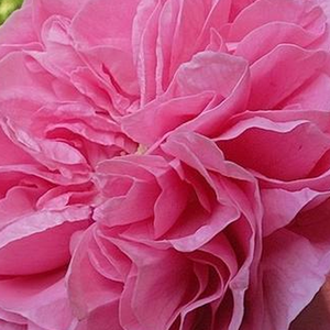 Web trgovina ruža - burbon ruža  - ružičasta - Rosa  Louise Odier - intenzivan miris ruže - Jacques-Julien, Jules Margottin Père & Fils - Njezini zanimljivi cvjetovi dolaze gotovo u bilo kakvu kompilaciju.